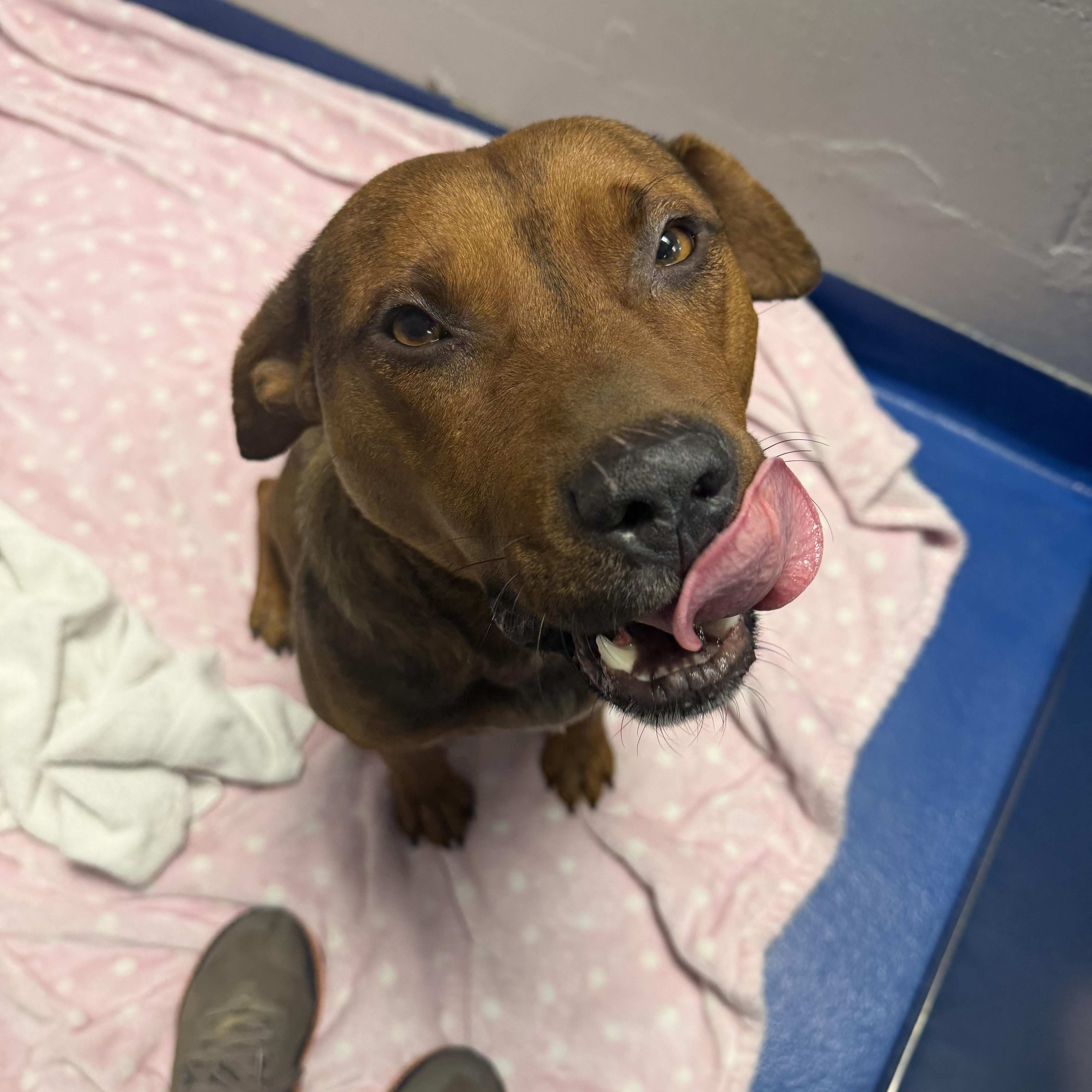 Enlarge Arnold, a Adoptable mixed breed in Lancaster, SC image 1/4
