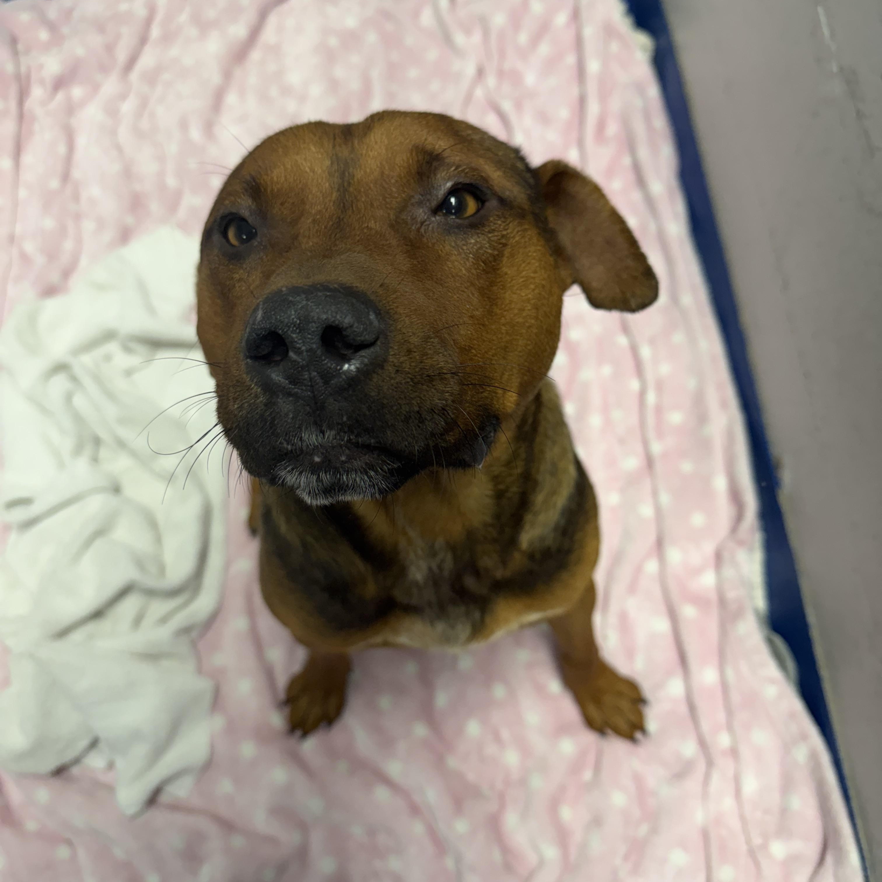 Enlarge Arnold, a Adoptable mixed breed in Lancaster, SC image 4/4