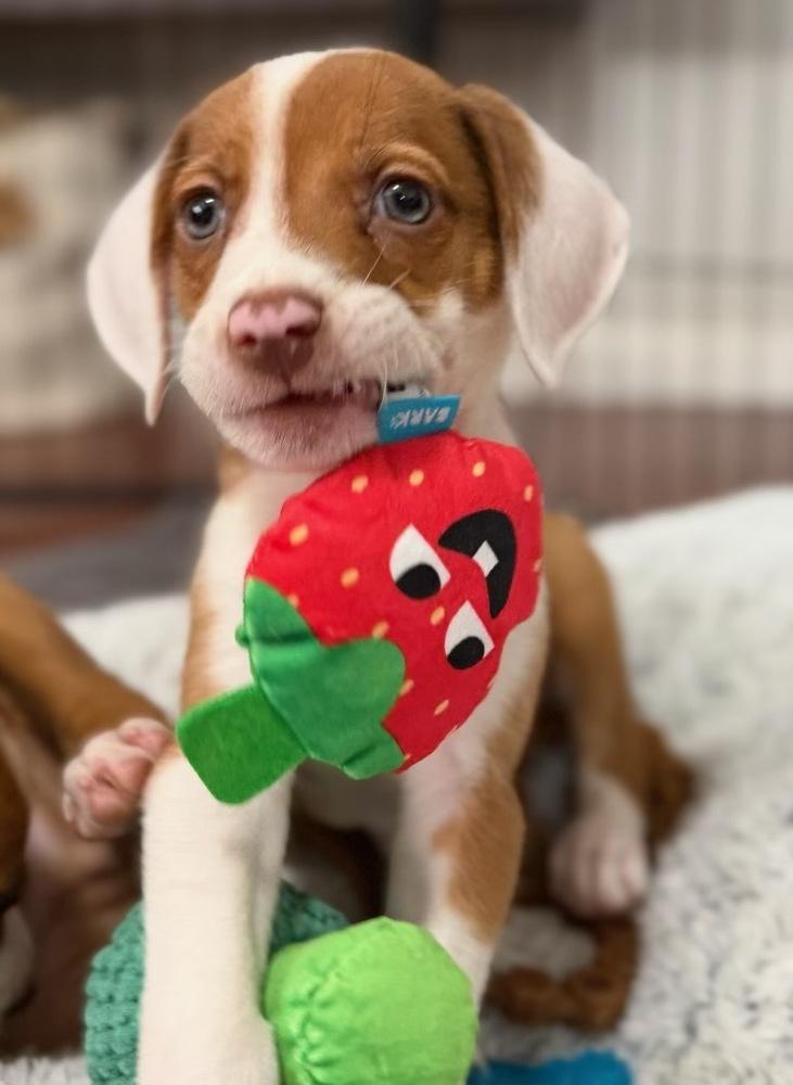 Enlarge Puddles, a Adoptable mixed breed in Greenlawn, NY image 2/6
