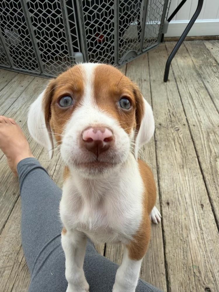 Enlarge Puddles, a Adoptable mixed breed in Greenlawn, NY image 3/6