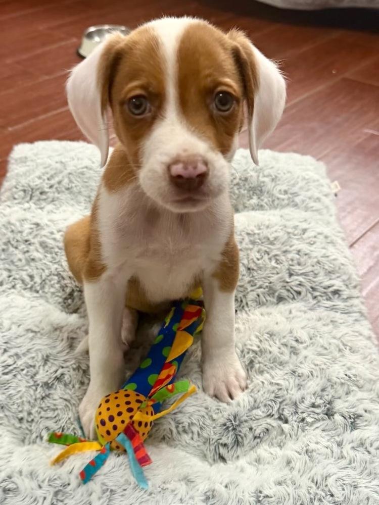 Enlarge Puddles, a Adoptable mixed breed in Greenlawn, NY image 4/6