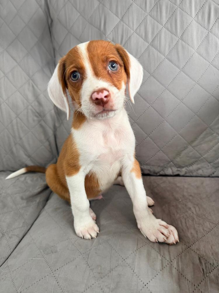 Enlarge Puddles, a Adoptable mixed breed in Greenlawn, NY image 5/6
