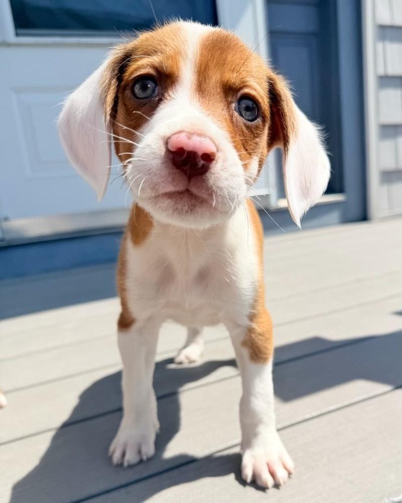 Enlarge Puddles, a Adoptable mixed breed in Greenlawn, NY image 6/6