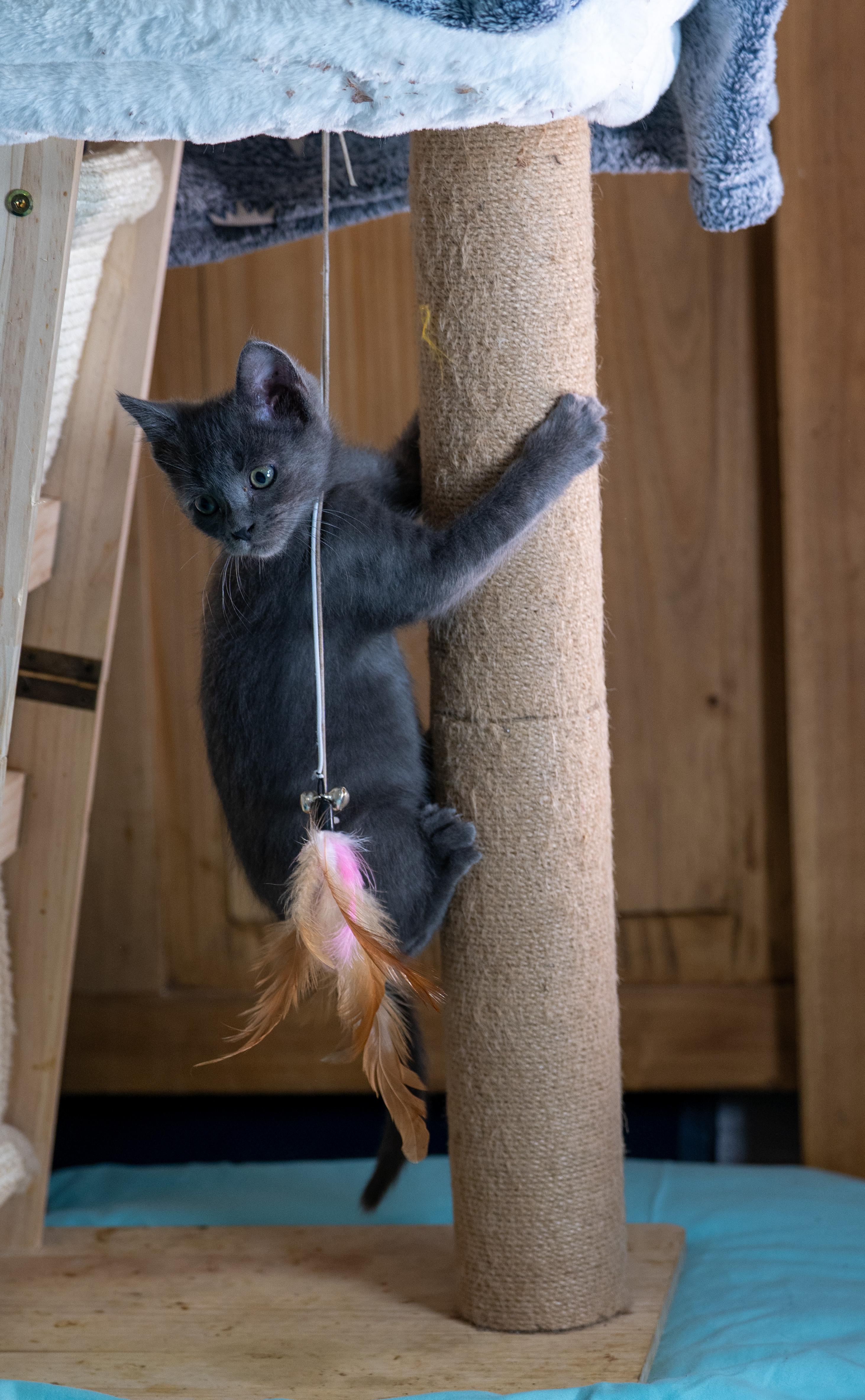 Enlarge Pancake, a Adoptable Domestic Medium Hair in Staunton, VA image 2/6