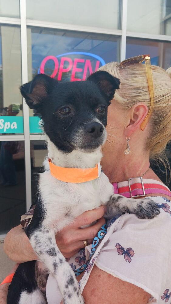 Enlarge Bug, a Adoptable mixed breed in Cortez, CO image 1/5