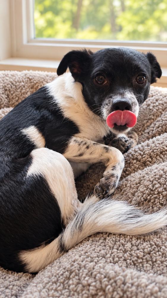 Enlarge Bug, a Adoptable mixed breed in Cortez, CO image 3/5