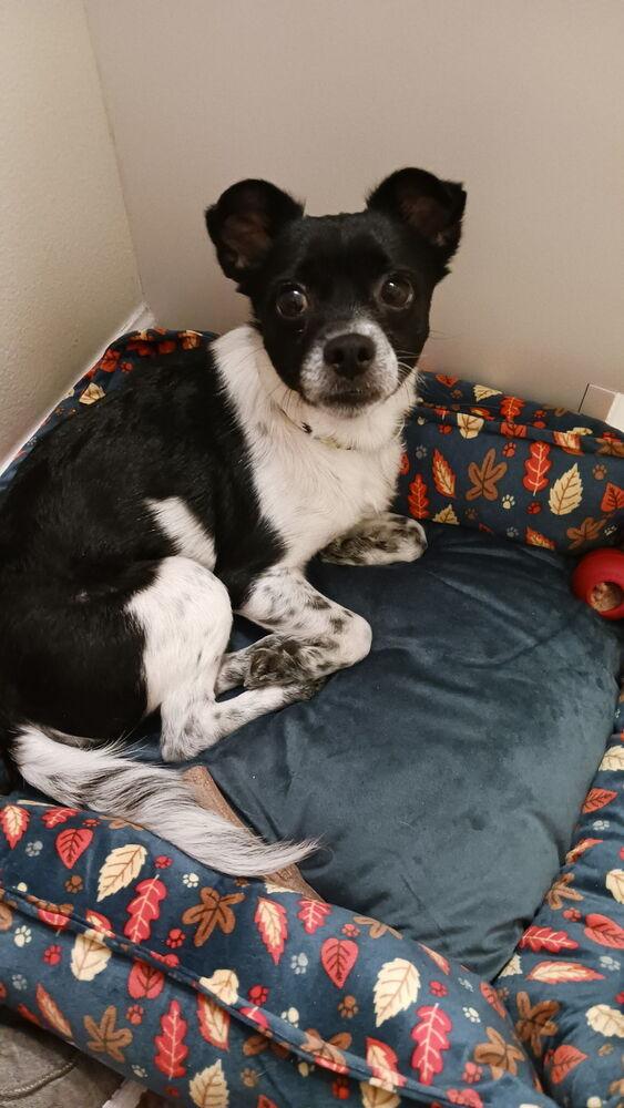 Enlarge Bug, a Adoptable mixed breed in Cortez, CO image 4/5