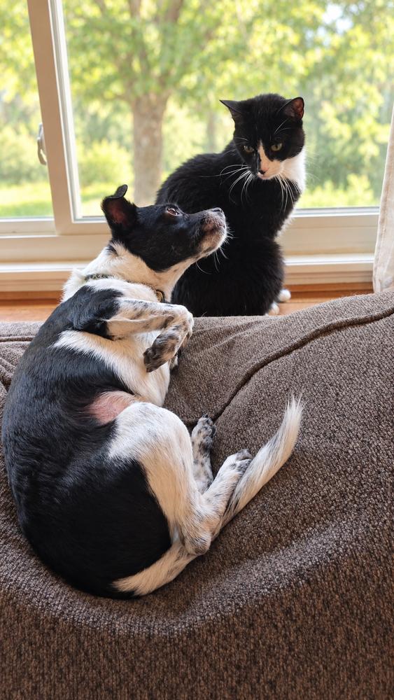 Enlarge Bug, a Adoptable mixed breed in Cortez, CO image 5/5