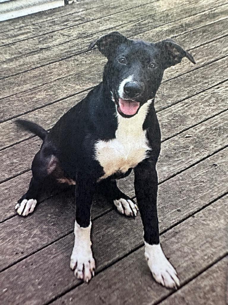 Charisma 25, Adoptable, Young Female Labrador Retriever.