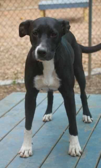 Enlarge Charisma 25, a Adoptable mixed breed in Brookhaven, MS image 2/2