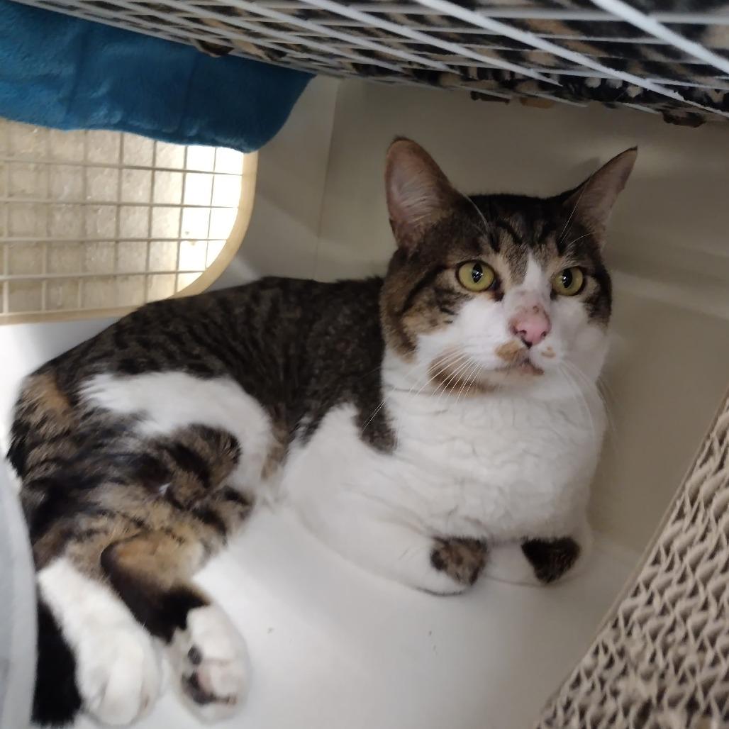 Christopher, Adoptable, Adult Male Domestic Short Hair.