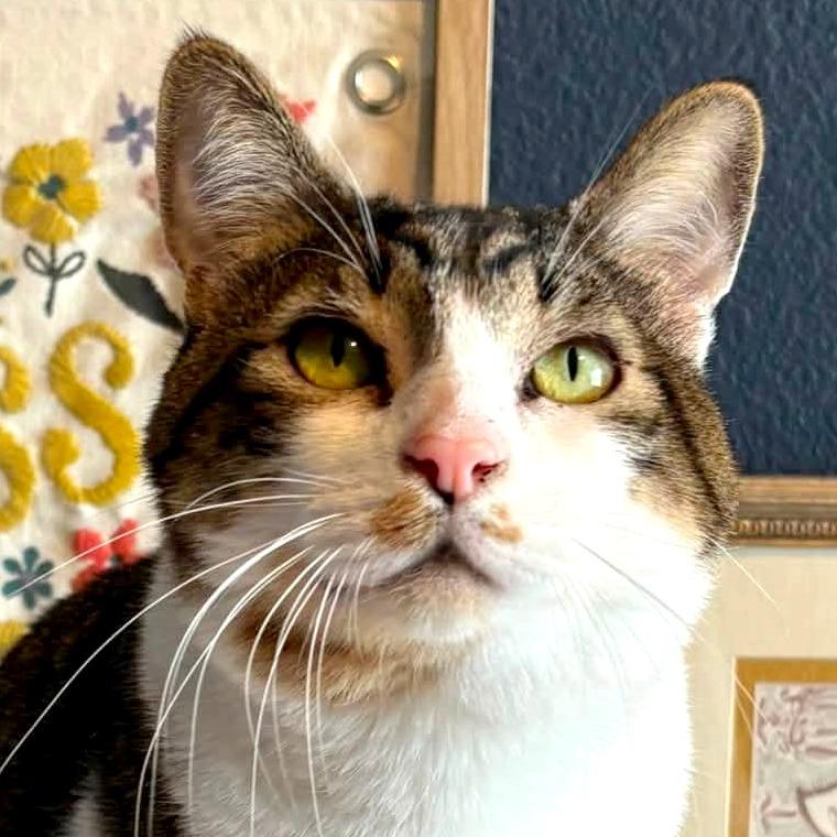 Enlarge Christopher, a Adoptable Domestic Short Hair in Meridian, ID image 2/3
