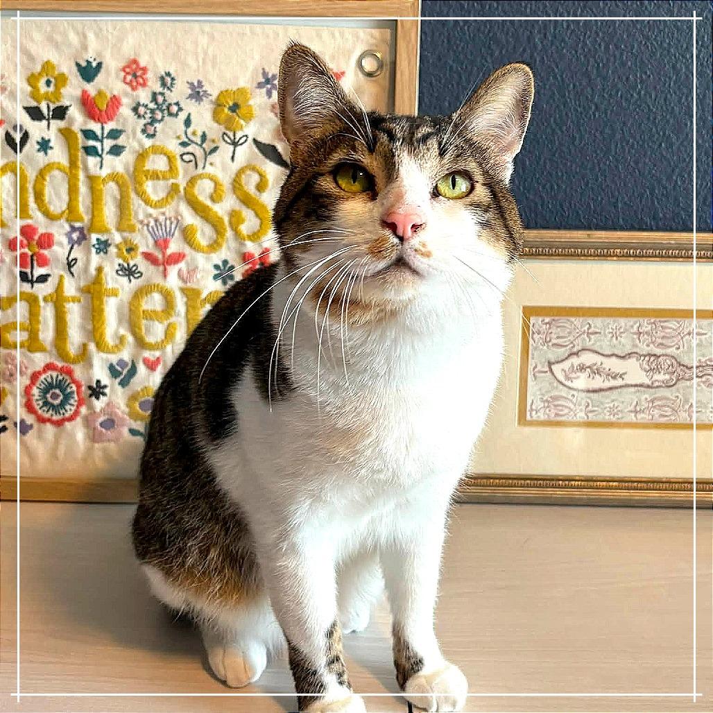 Enlarge Christopher, a Adoptable Domestic Short Hair in Meridian, ID image 3/3