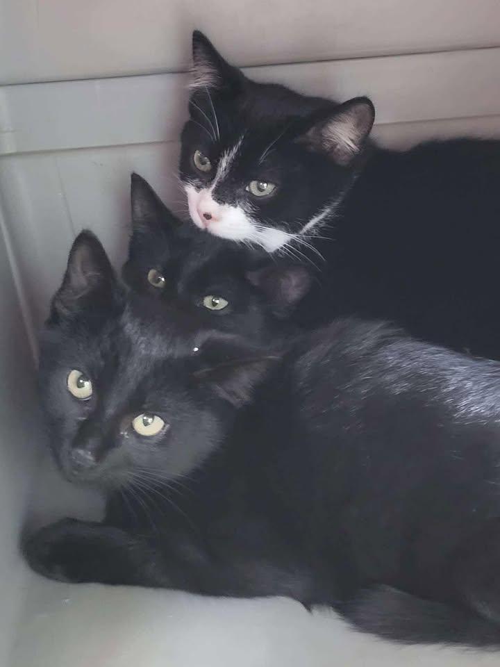 Pike, a Adoptable mixed breed in New Brighton, MN image 2/2