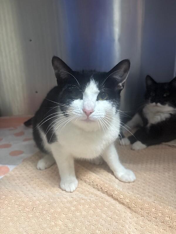 Enlarge Wyoming, a Adoptable Domestic Short Hair in Burgaw, NC image 1/1