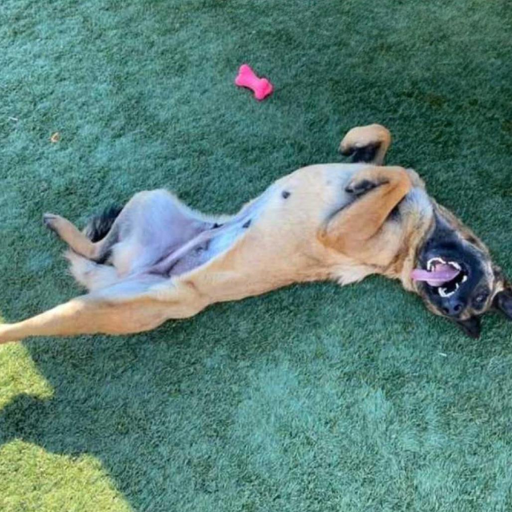 Enlarge Odette, a Adoptable mixed breed in Vallejo, CA image 1/6