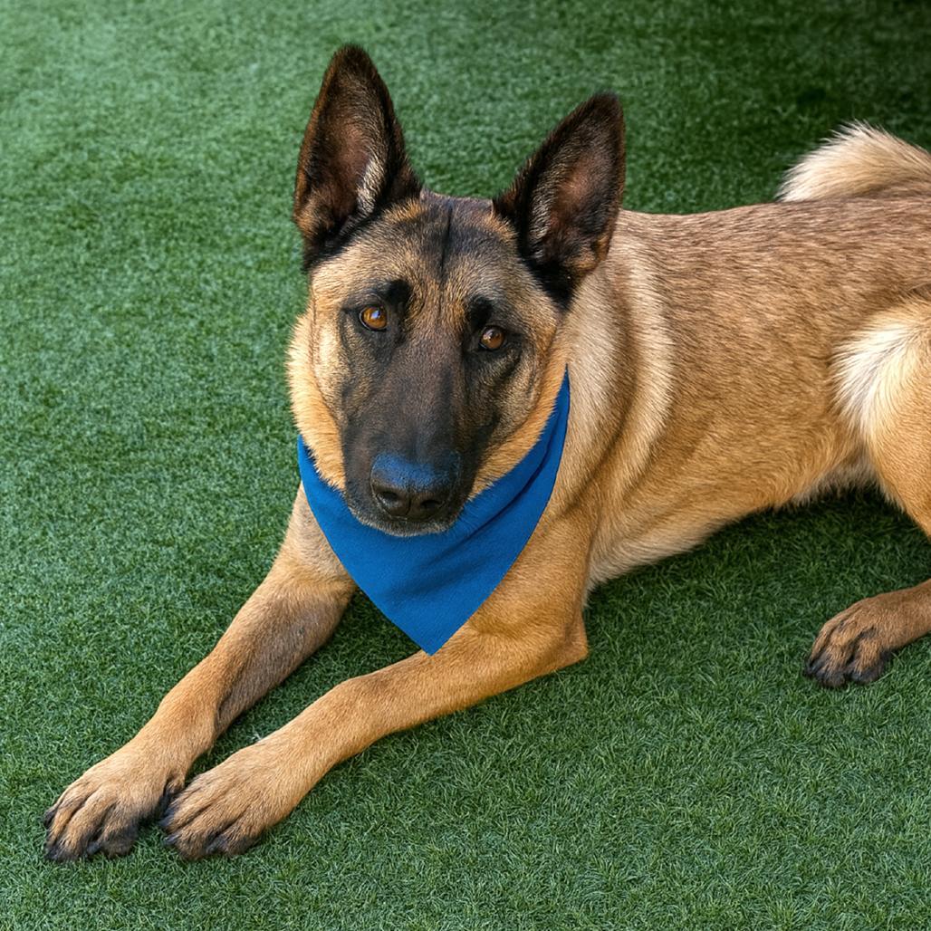 Enlarge Odette, a Adoptable mixed breed in Vallejo, CA image 3/6