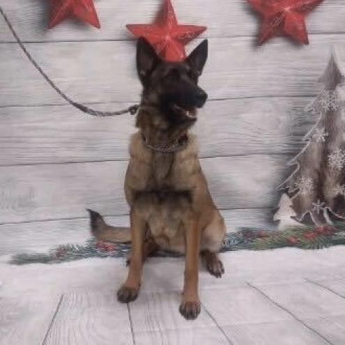 Enlarge Odette, a Adoptable mixed breed in Vallejo, CA image 4/6