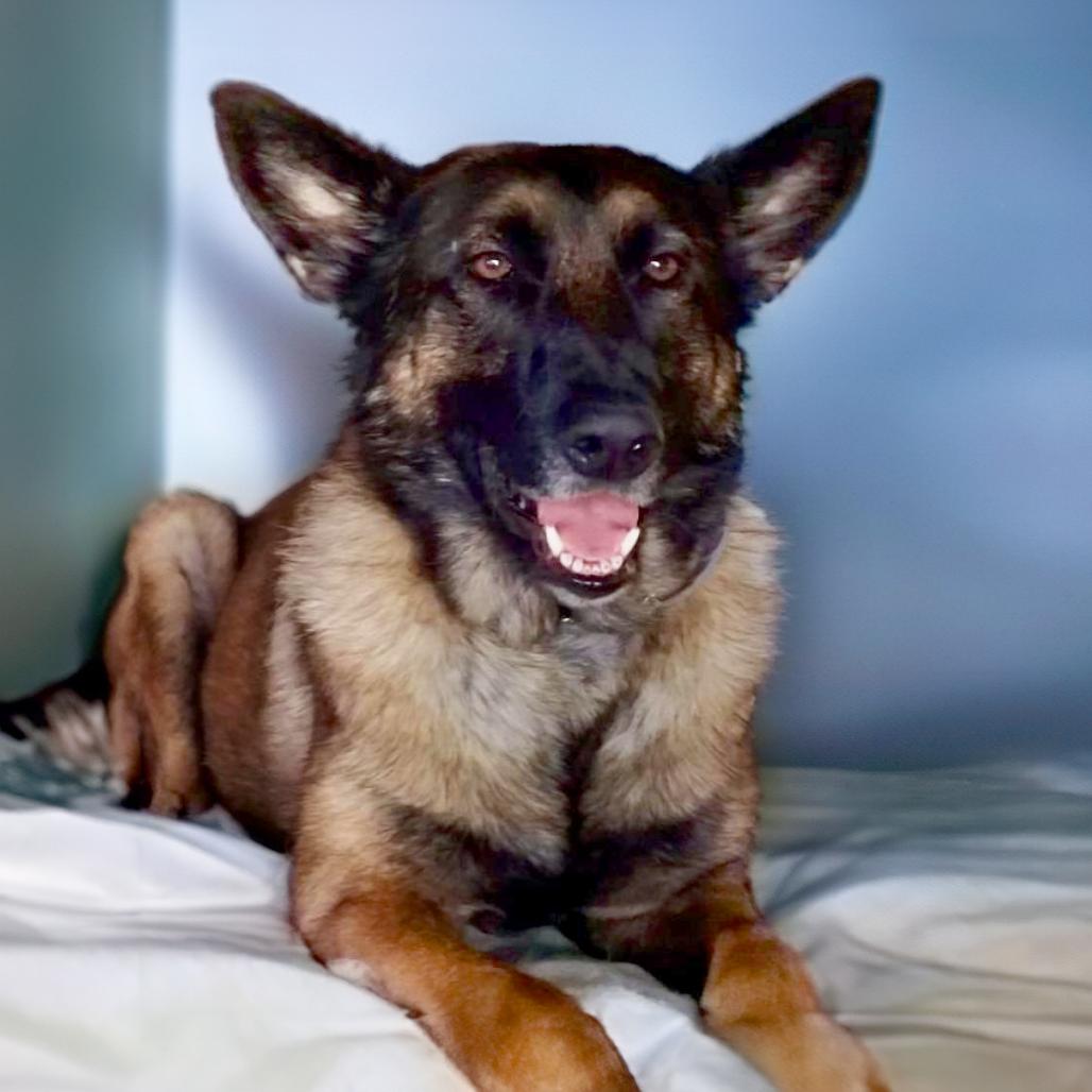 Enlarge Odette, a Adoptable mixed breed in Vallejo, CA image 5/6