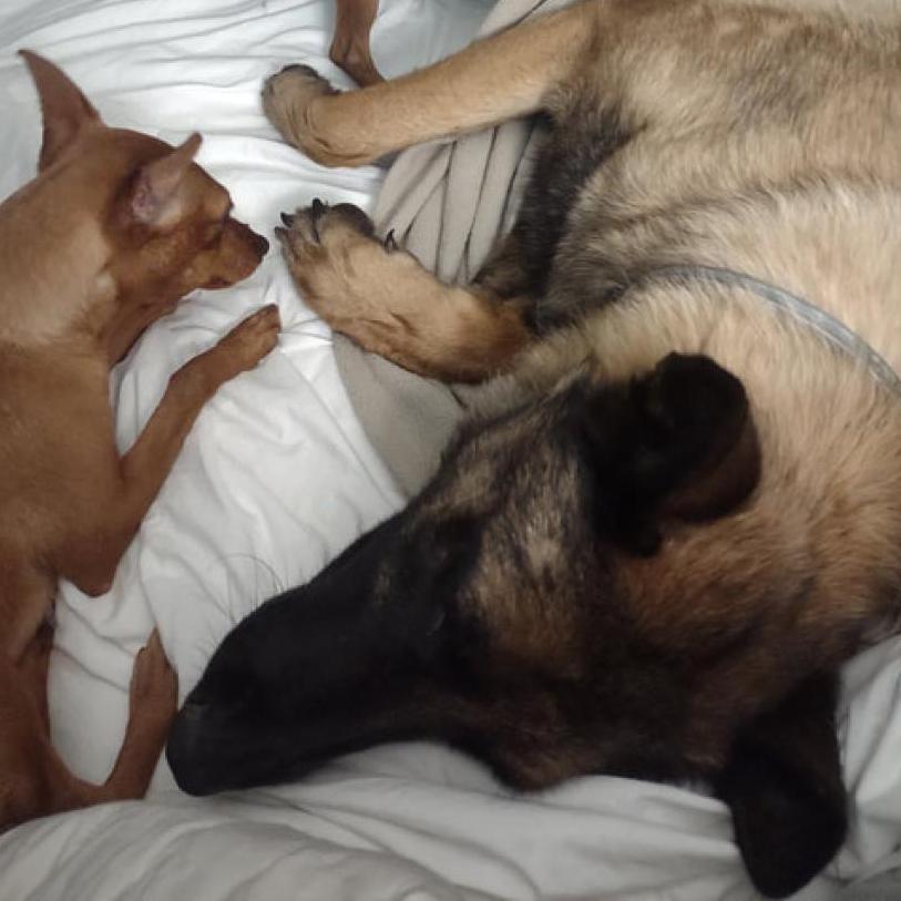 Enlarge Odette, a Adoptable mixed breed in Vallejo, CA image 6/6