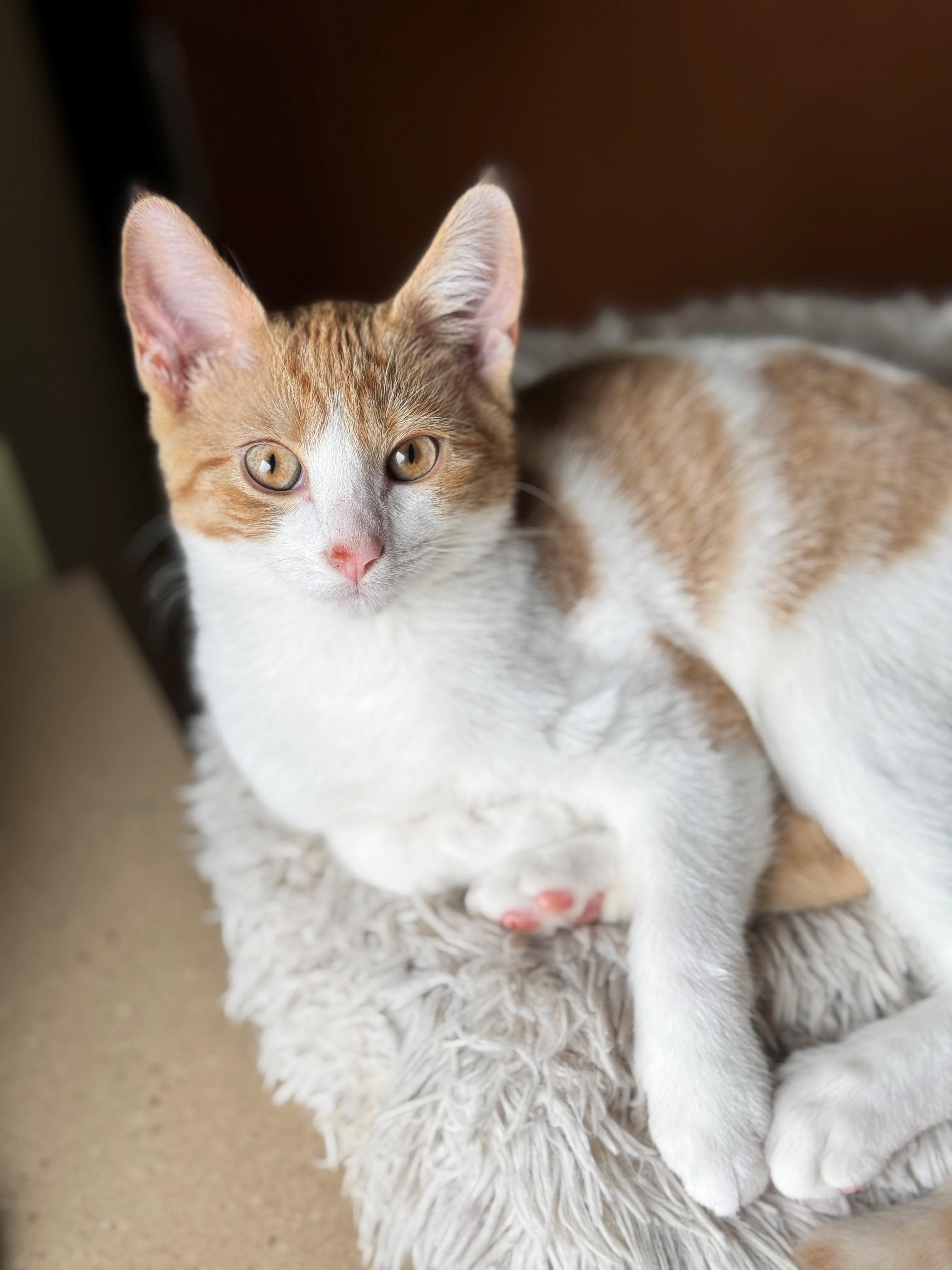 Banana Pepper, an adoptable Domestic Short Hair in Hackensack, MN, 56452 | Photo Image 2