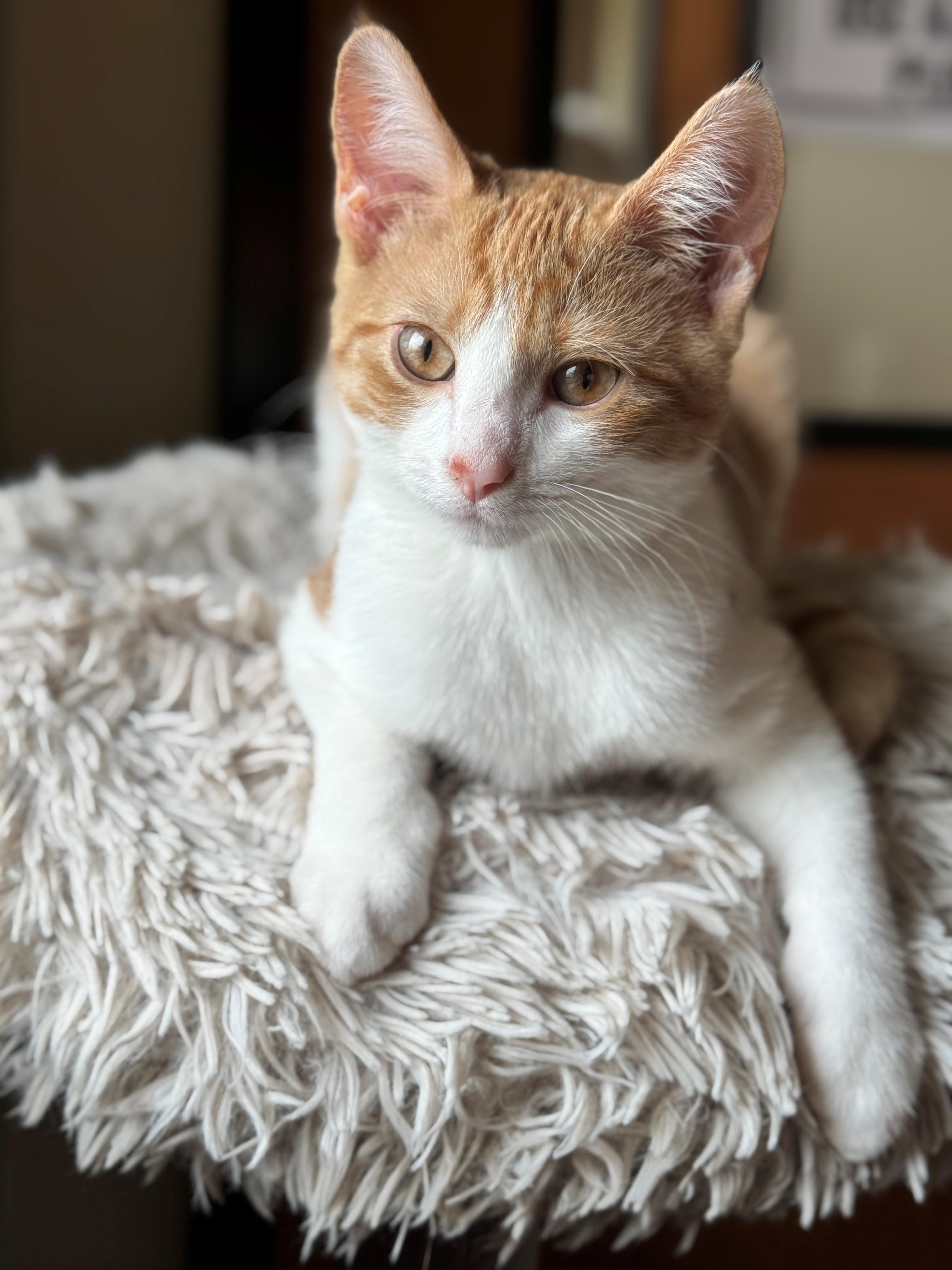 Banana Pepper, an adoptable Domestic Short Hair in Hackensack, MN, 56452 | Photo Image 3