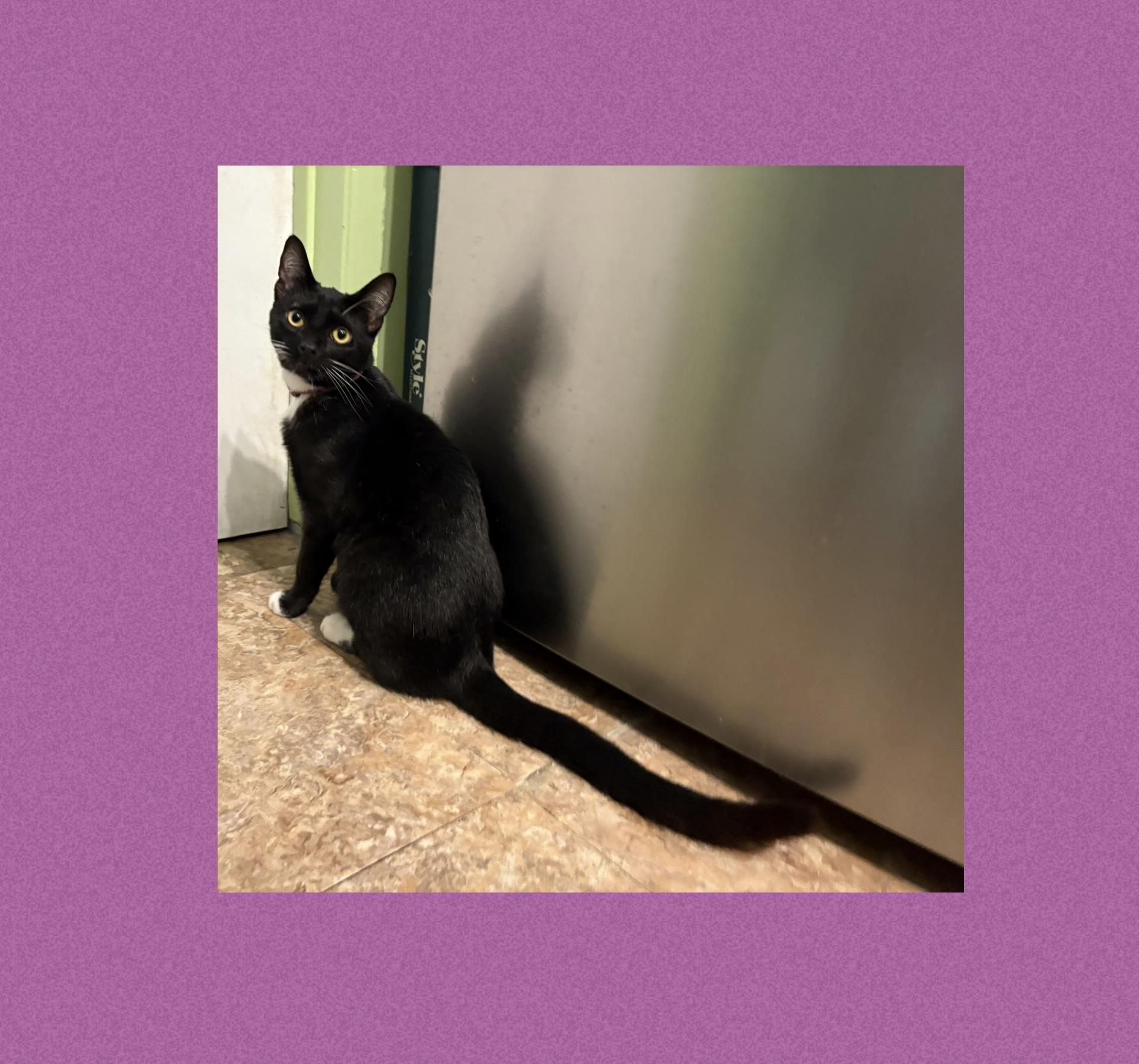 Nico, Adoptable, Kitten Female Domestic Short Hair.