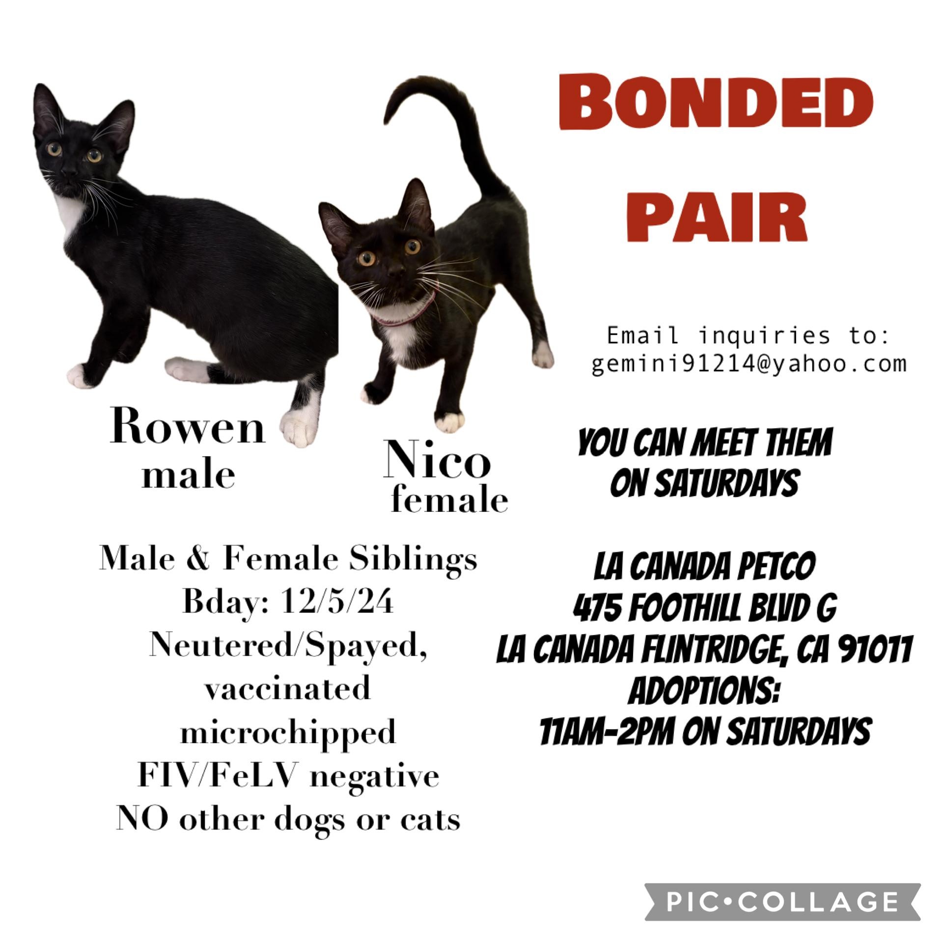 Nico - bonded pair with Rowen