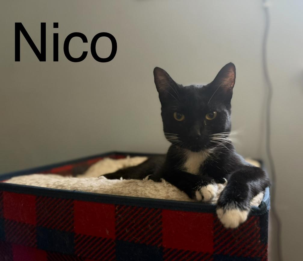 Nico, a Adoptable Domestic Short Hair in La Canada, CA image 2/2