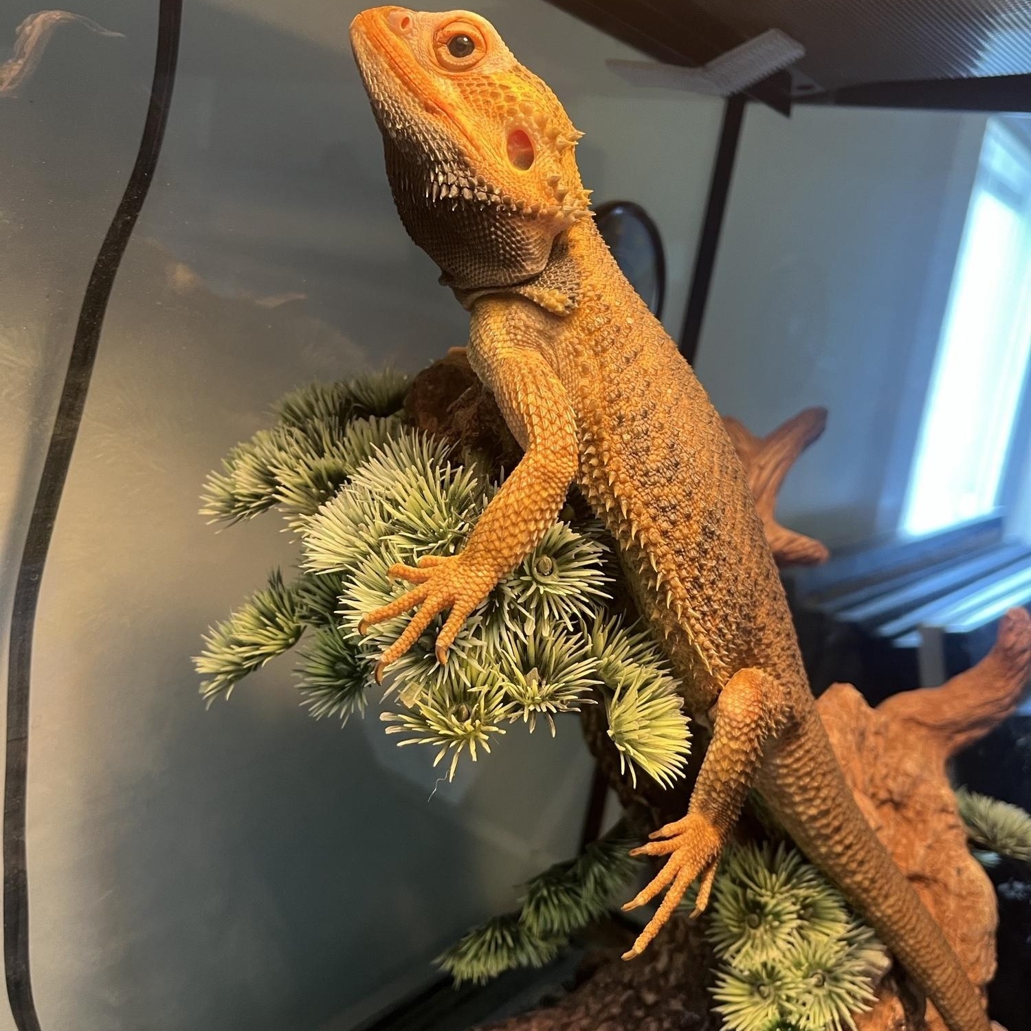 Ralph, Adult Male unknown