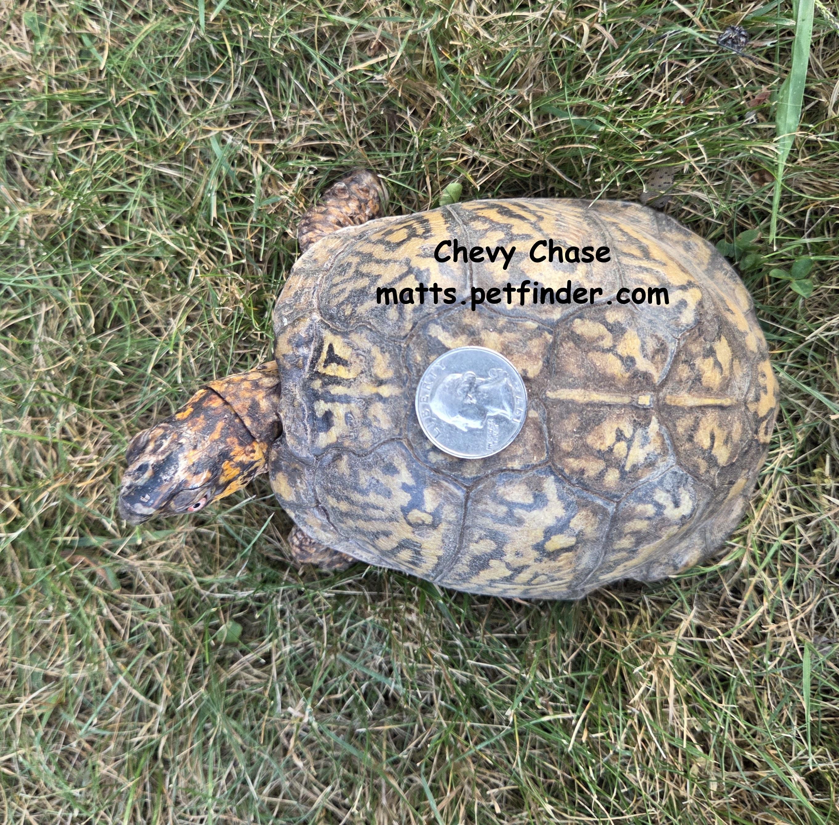 Chevy Chase Box Turtle, a ADOPTABLE Eastern Box in Baltimore, MD image 3/6