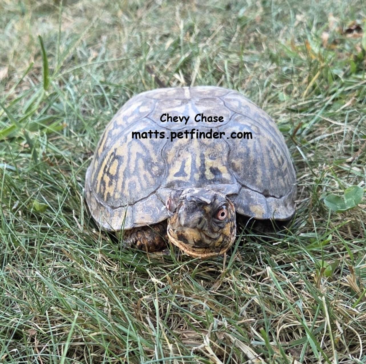 Chevy Chase Box Turtle, a ADOPTABLE Eastern Box in Baltimore, MD image 2/6