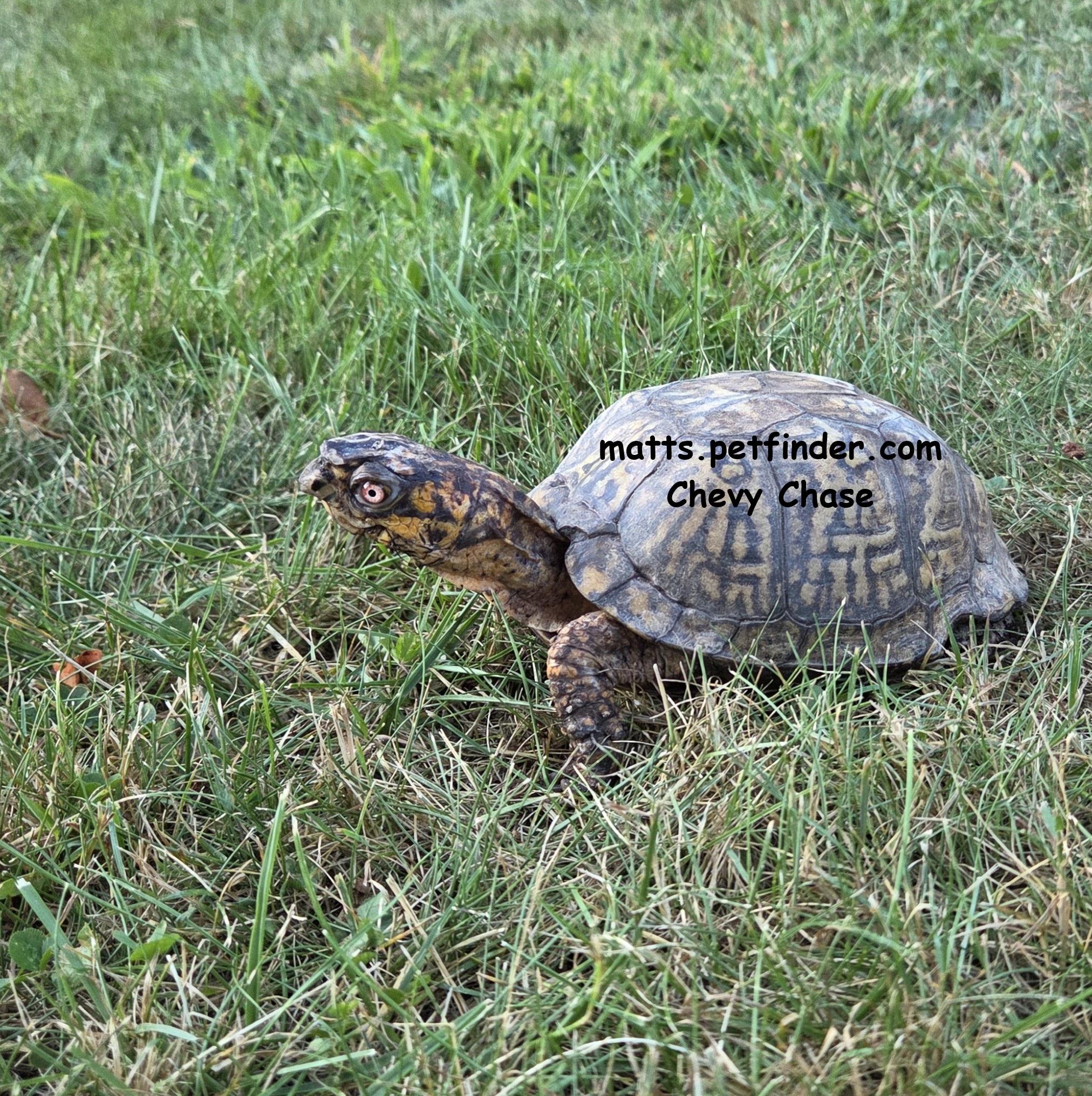 Chevy Chase Box Turtle, ADOPTABLE, Senior Male Eastern Box.