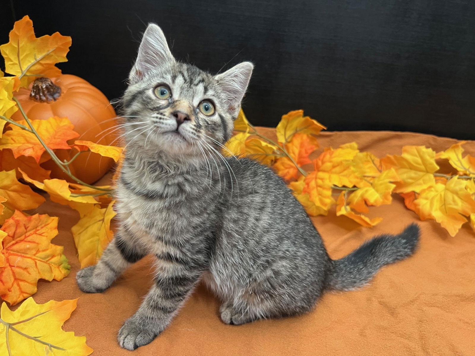 Frankie, Adoptable, Kitten Male Tabby & Domestic Short Hair.