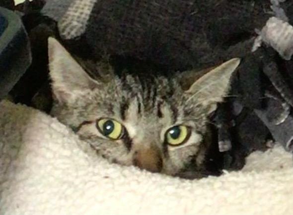 MOMMA, Adopted, Adult Female Domestic Short Hair & Tiger.