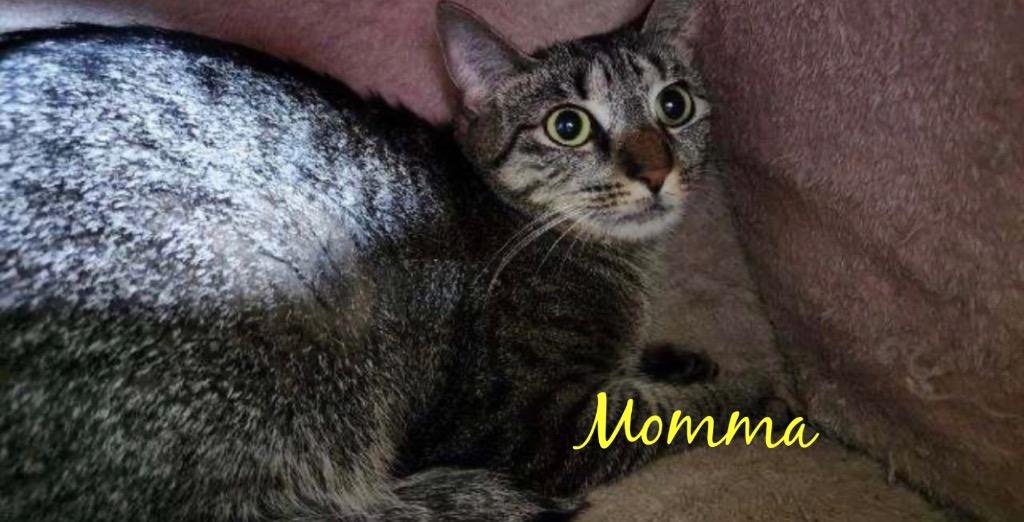 Enlarge MOMMA, a Adopted mixed breed in Muskegon, MI image 2/4