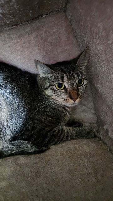 Enlarge MOMMA, a Adopted mixed breed in Muskegon, MI image 4/4