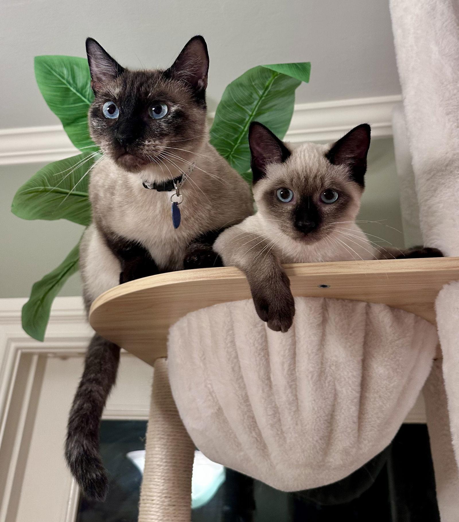 Mama Coco, Adoptable, Adult Female Siamese & Siamese.