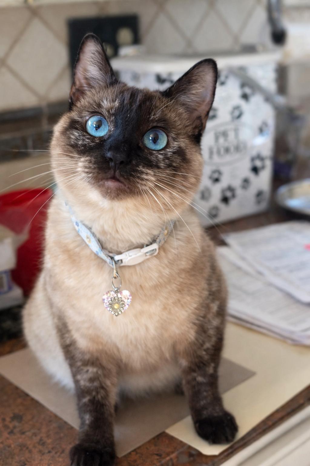 Enlarge Mama Coco, a Adoptable mixed breed in Long Beach, CA image 2/3