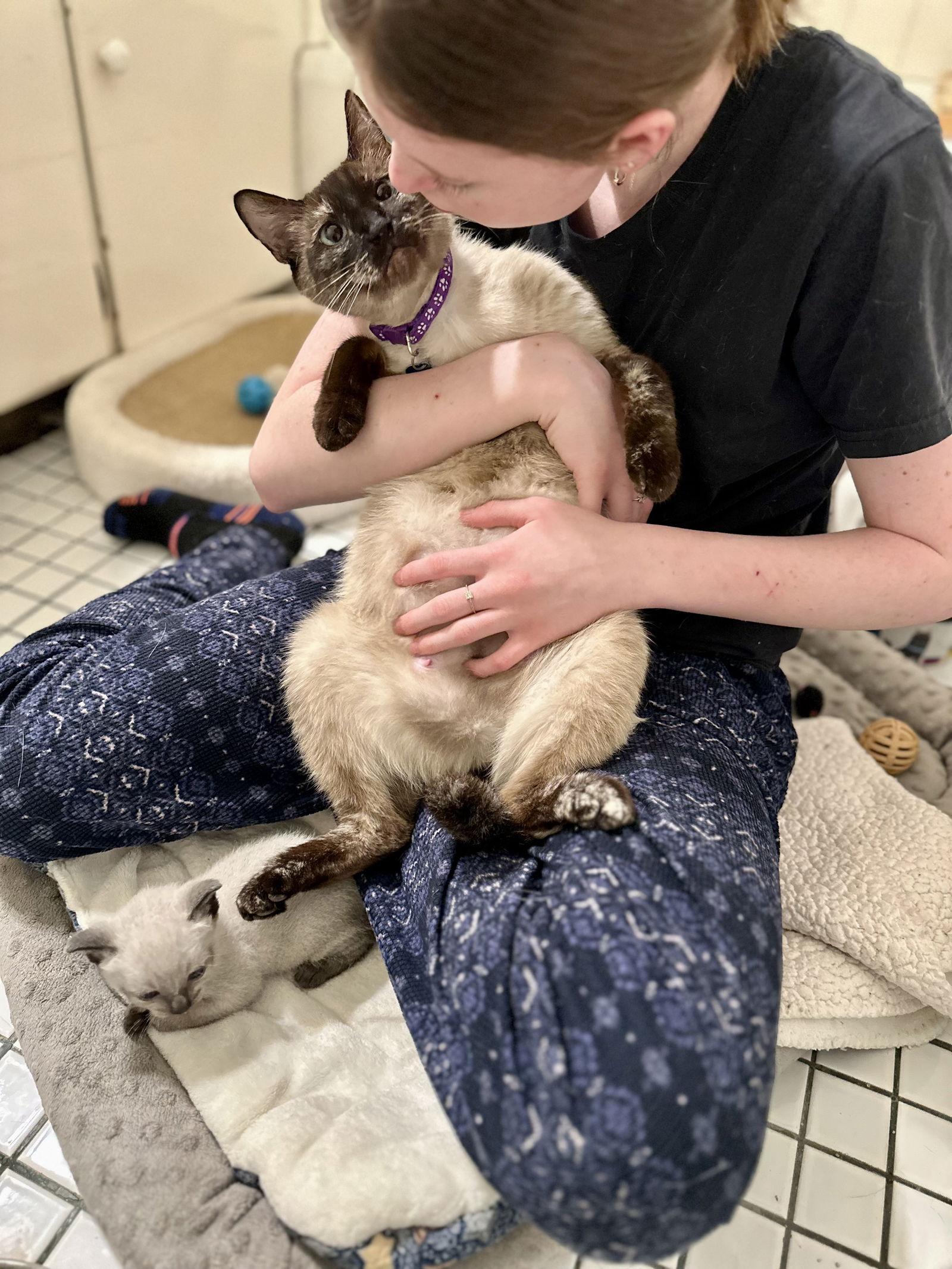 Enlarge Mama Coco, a Adoptable mixed breed in Long Beach, CA image 3/3