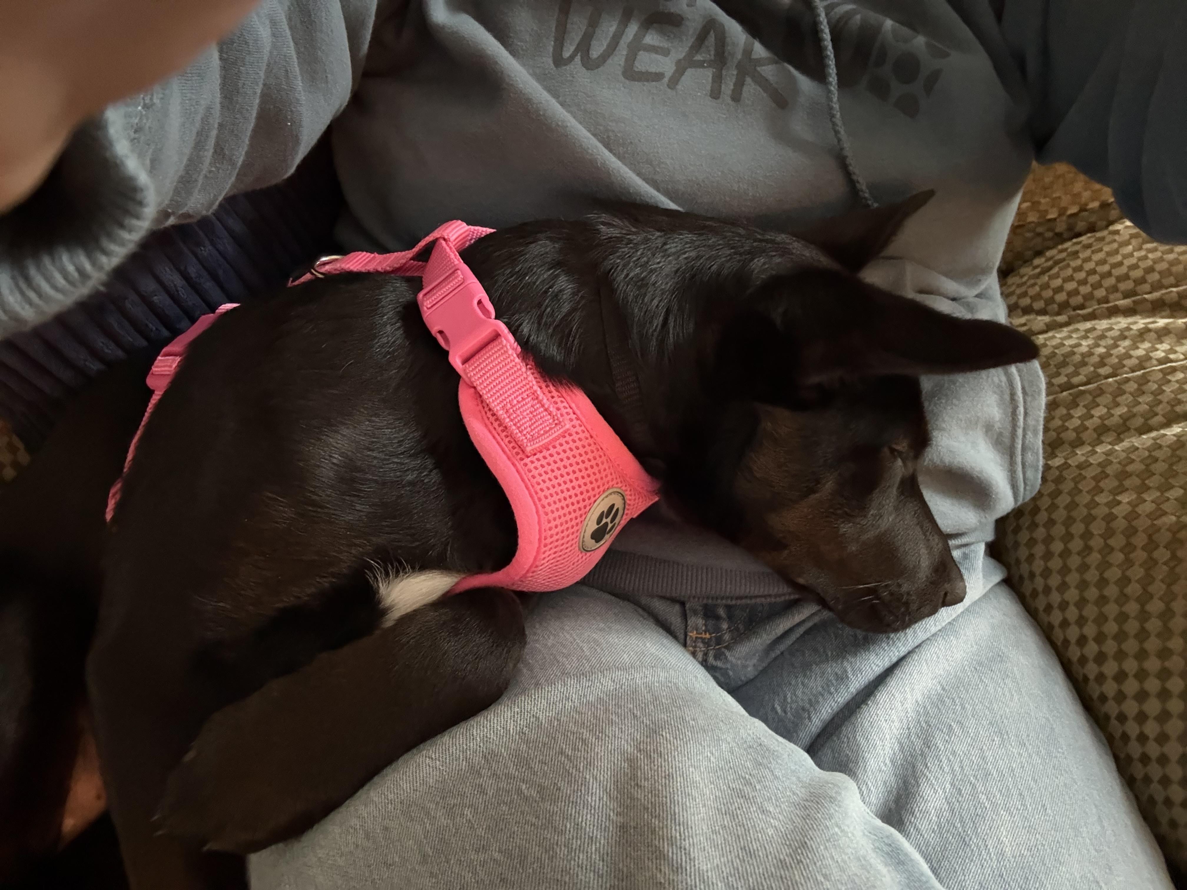 Enlarge Wednesday, a ADOPTABLE mixed breed in Calabash, NC image 2/4