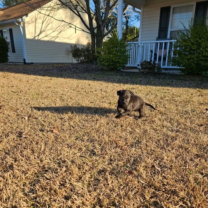 Enlarge Wednesday, a ADOPTABLE mixed breed in Calabash, NC image 4/4
