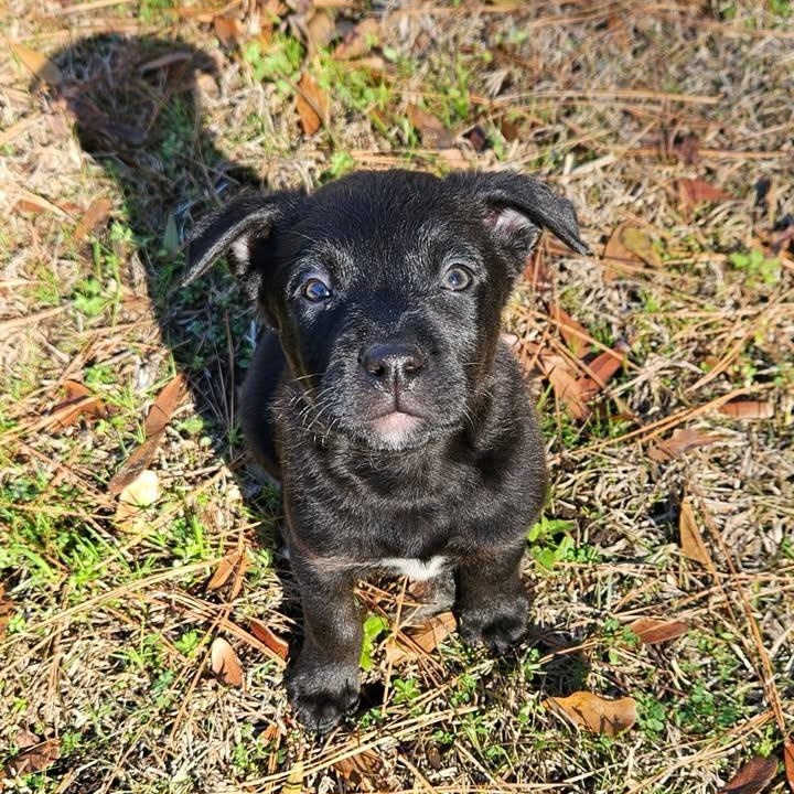 Wednesday, ADOPTABLE, Puppy Female Spaniel & Mixed Breed.