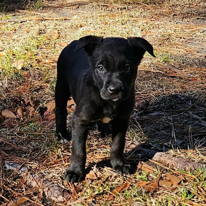 Enlarge Wednesday, a ADOPTABLE mixed breed in Calabash, NC image 2/4