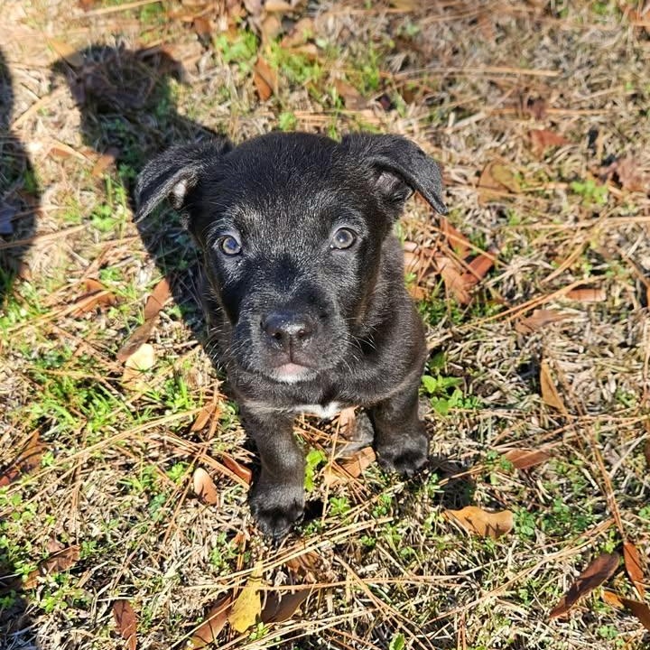 Enlarge Wednesday, a ADOPTABLE mixed breed in Calabash, NC image 3/4