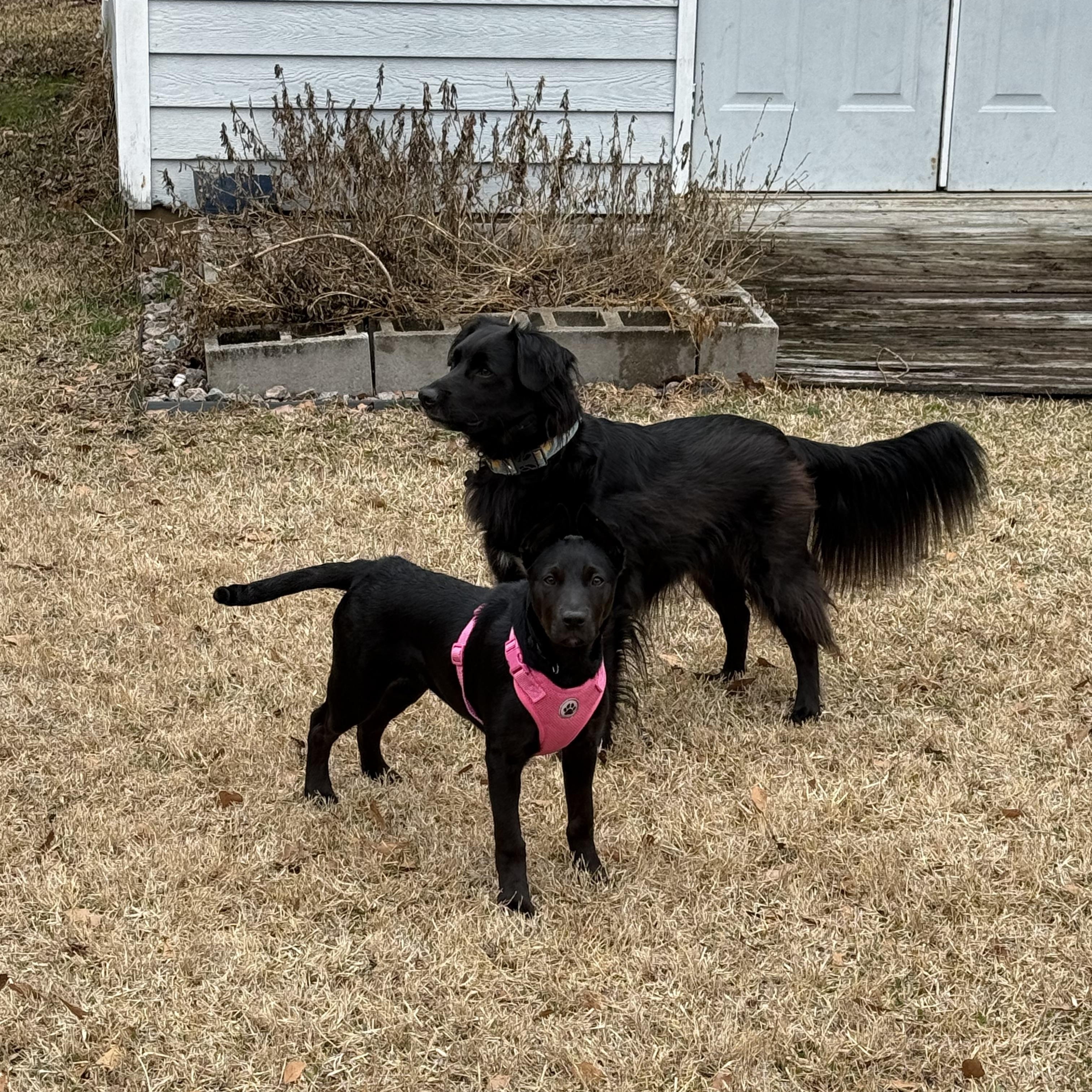 Enlarge Wednesday, a ADOPTABLE mixed breed in Calabash, NC image 4/4
