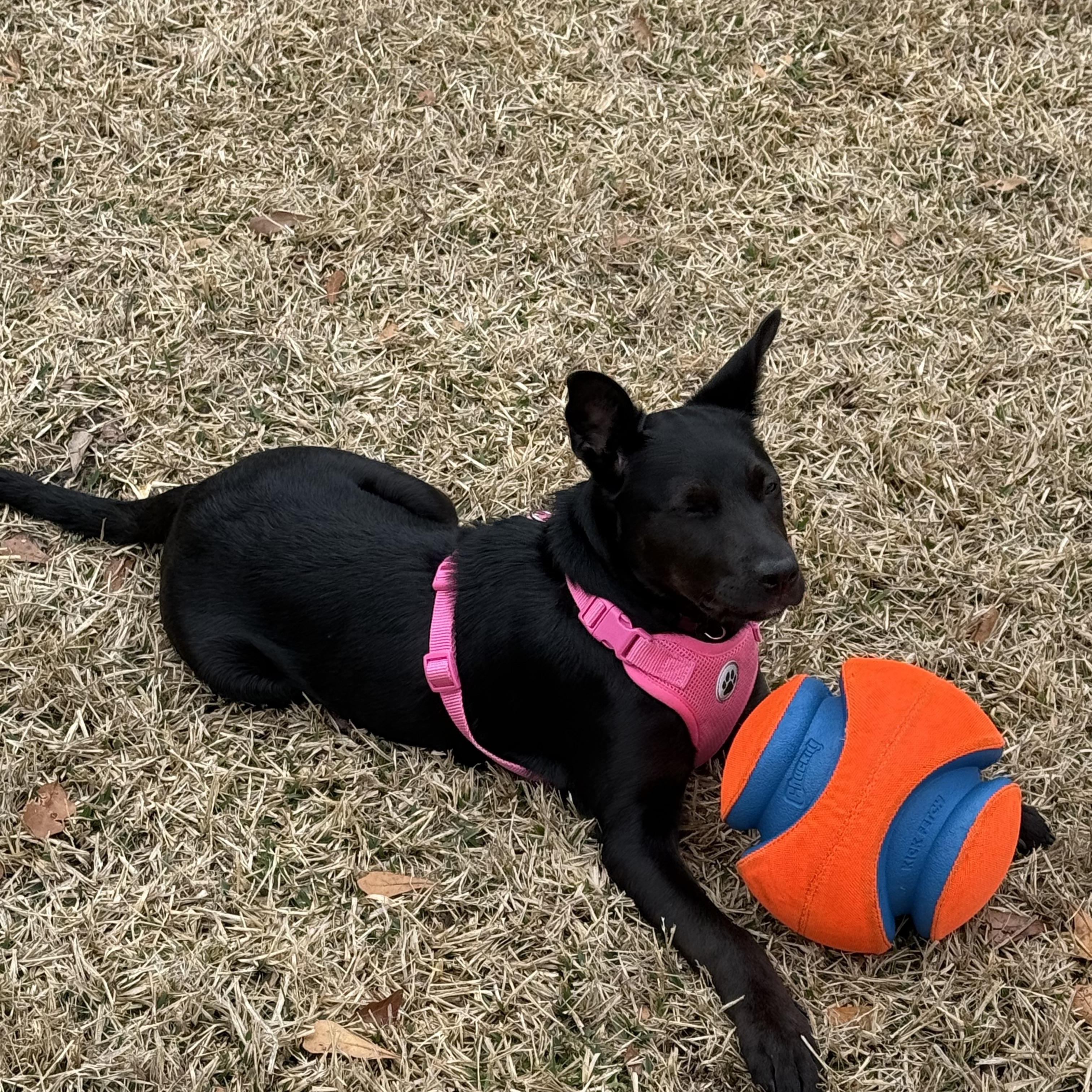Enlarge Wednesday, a ADOPTABLE mixed breed in Calabash, NC image 3/4