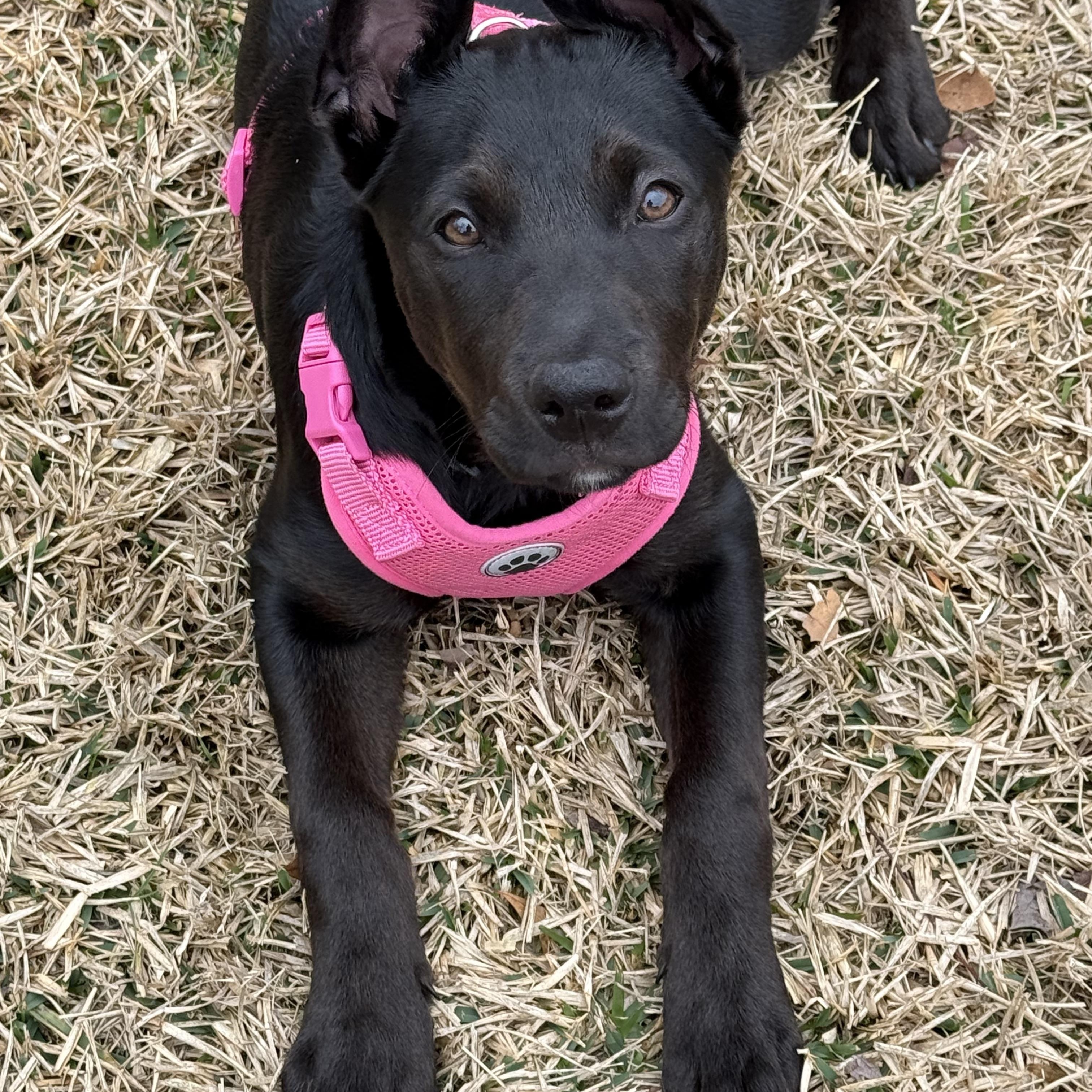 Enlarge Wednesday, a ADOPTABLE mixed breed in Calabash, NC image 1/4