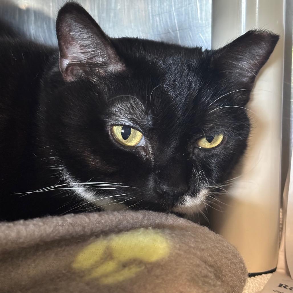 Enlarge Passion Fruit, a Adoptable Domestic Short Hair in Dover, NH image 1/3