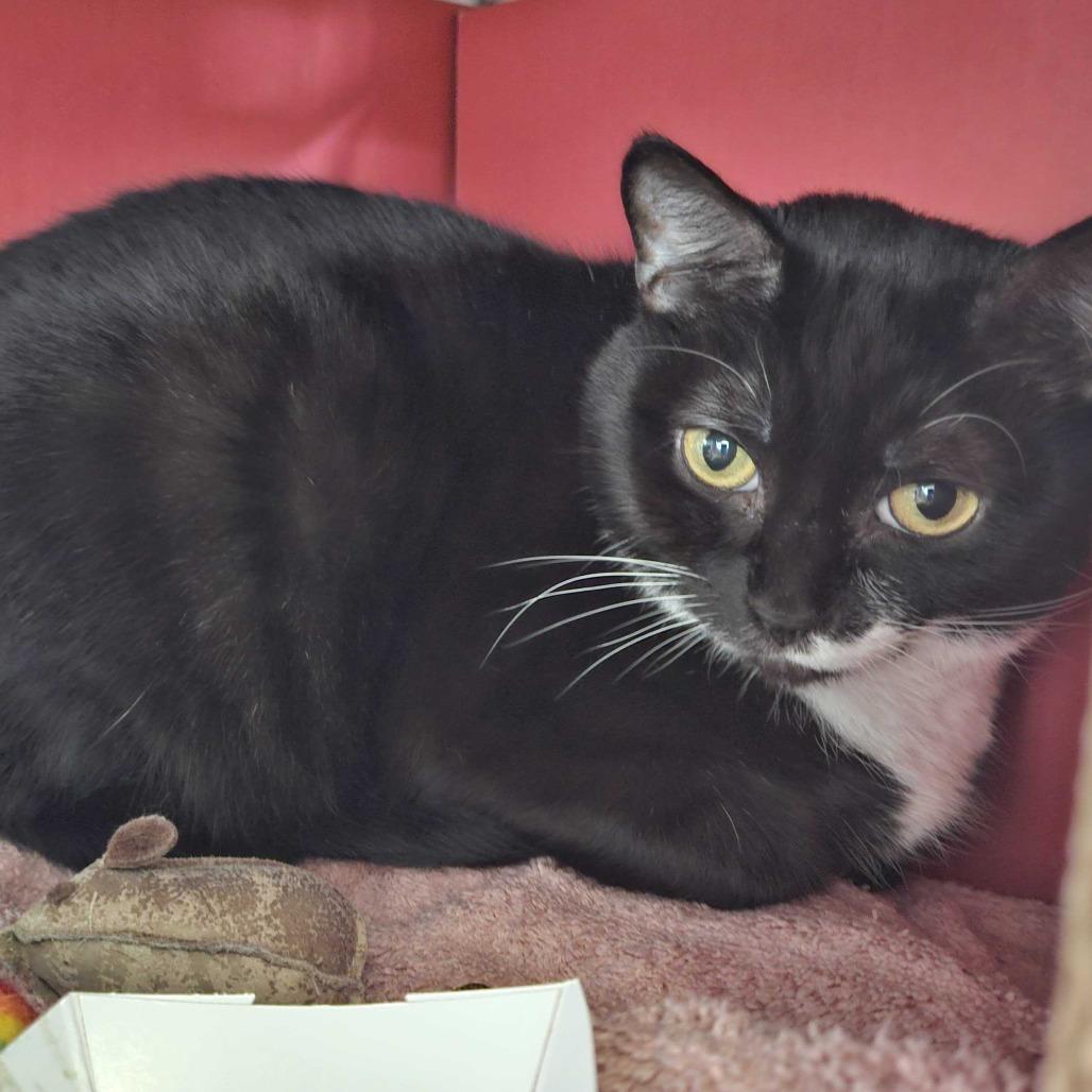 Enlarge Passion Fruit, a Adoptable Domestic Short Hair in Dover, NH image 2/3